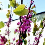 Judášovec strukový  (Cercis Siliquastrum) výška- 300-340 cm, obvod kmeňa 8/10 cm, kont C45L (-18°C) - NA KMIENKU